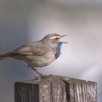 МЕСТ НЕТ, УЧАСТОК НЕ РЕЗИНОВЫЙ! :: Володька Завитушкин