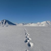 Тропа одиночества в зимнем пейзаже. :: Татьяна Чаброва