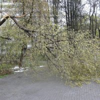 Дерево в парке :: Дмитрий Никитин