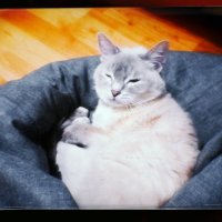 Даша мур мур Котофеевна и её тёплая кровать :: Игорь Солдаткин