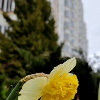 У многоэтажек. :: Александр Кондаков