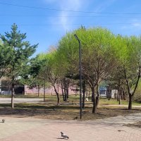 В Новосибирск пришла весна! :: Галина Нестратова