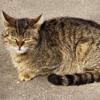 Кошечка :: Andrew 
