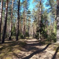 Отличная погода для прогулок! :: Алена 
