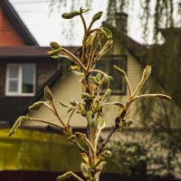 Пробуждение каштана. :: Петр Беляков