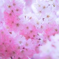 Цветение :: Лилия .