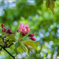 Весенний день :: Наталья Rosenwasser Весенний день :: Наталья Rosenwasser