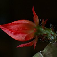 Лесной принц :: aWa 