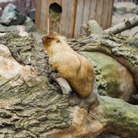 СУРОК :: Аркадий Лаптенко