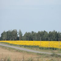 ПОДСОЛНУХИ У ПРИДОРОЖЬЯ... :: Валентина 