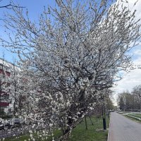 Майское цветение :: Ирэн 