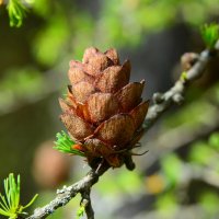 Шишка лиственницы. :: Михаил Колосов 