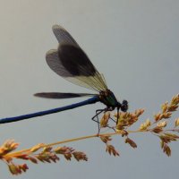 Вот такая стрекоза. :: nadyasilyuk Вознюк