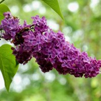 Сирень цветет :: Heinz Thorns