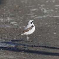 самец каменки. :: юрий макаров