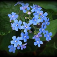 Бруннера вечером :: Наталья ***
