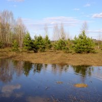 Отражение весны. Половодье. Май. :: Наталья ***