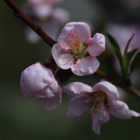 Цветущий персик :: Татьяна Салиева