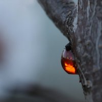 Фруктовая смола :: Татьяна Салиева
