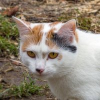 Фрося :: Светлана Ищенко