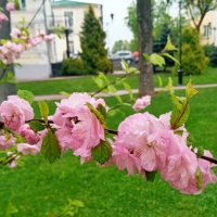 Цветение миндаля :: Галина Бобкина