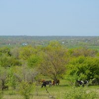 Утро на пастбище... :: Надежда Куркина 