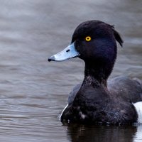 Aythya fuligula :: Владимир Лазарев