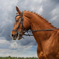 Конь :: SanSan 