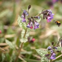 Весенний ням ням :: sorovey Sol Весенний ням ням :: sorovey Sol