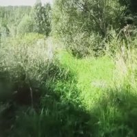 На лужайку ... :: Валерий Кокорев