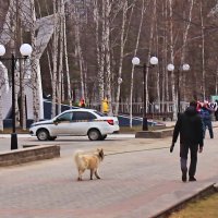 На праздник Победы- с любимой собакой! :: Владимир 
