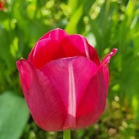 Юная красота :: Наталья Юная красота :: Наталья
