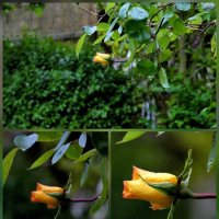 роза цветет :: Heinz Thorns