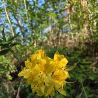Рододендрон :: Tata Wolf