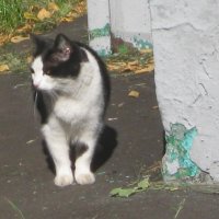 Внимательно смотрит :: Дмитрий Никитин
