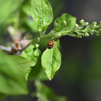 Божья коровка :: Ольга 