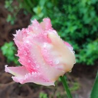 После дождя :: Елена Байдакова