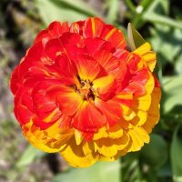 Махровый тюльпан :: Елена Сухорученкова