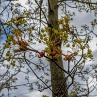 Кленовый калейдоскоп :: Veera V