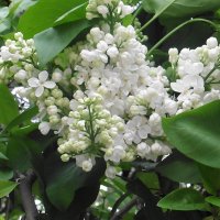 Белая сирень :: Лидия Бусурина