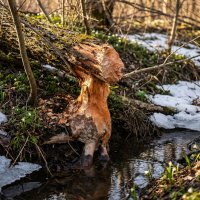Бобровое творчество :: Лилия 