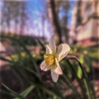 Трава у дома.. . :: AZ east3