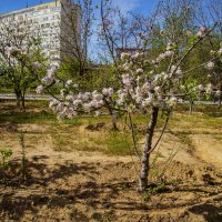 Яблоня :: Анатолий Чикчирный