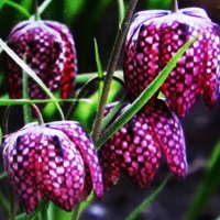 Шахматные рябчики :: Людмила Смородинская