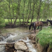 На водопое :: Мариша Тим