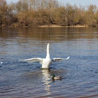 Лебединая фотосессия :: Светлана Ищенко
