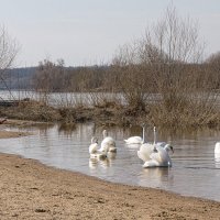 Лебединая фотосессия :: Светлана Ищенко