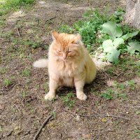 Рыжик :: Надежда 