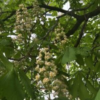 Каштан :: Олег 