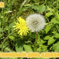 С Днём одуванчика! :: Валерий Иванович